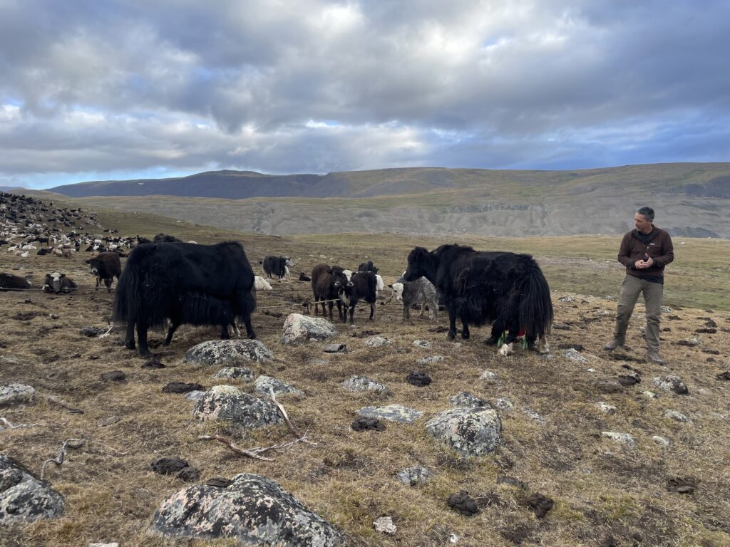 White river valley in western Mongolia