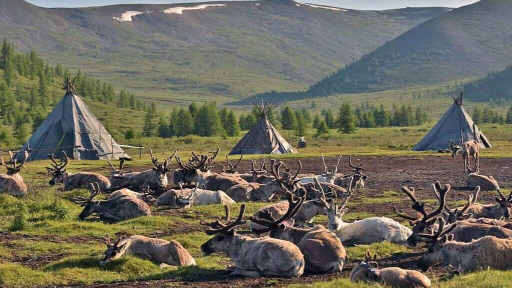 Reindeer herders